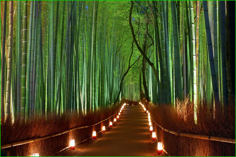 Bosque de bambú de Arashiyama, Bamboo Forest, Arashiyama Bamboo Grove, Sagano Bamboo Forest, lugares más bellos de Japón